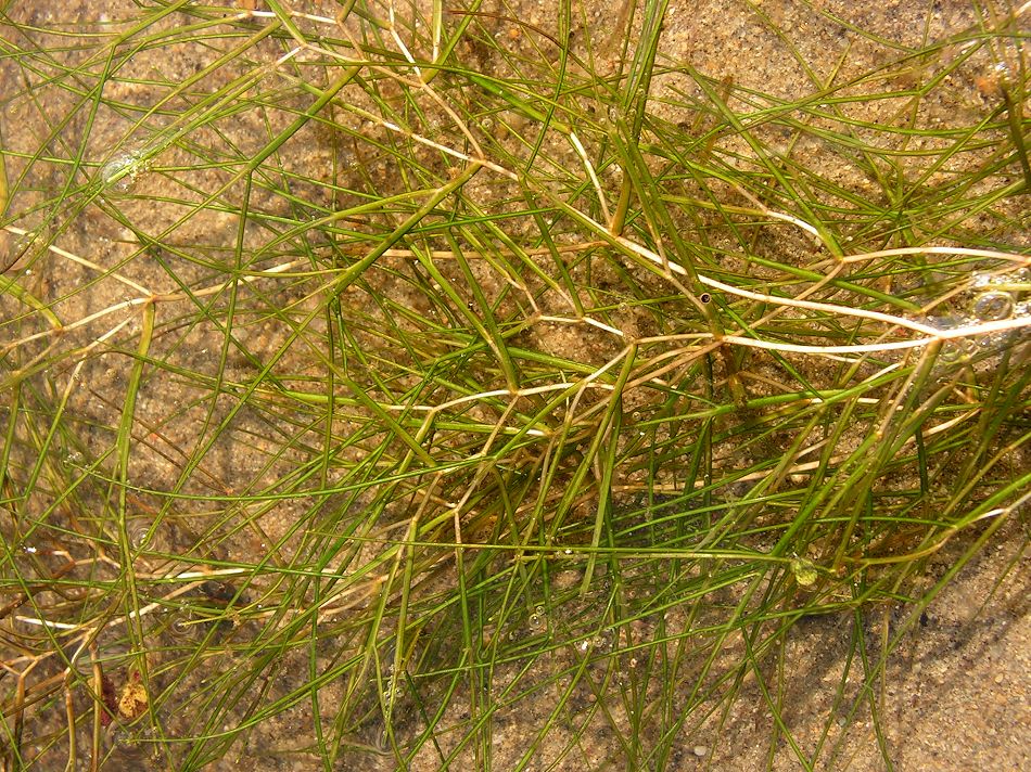 Image of Potamogeton pectinatus specimen.