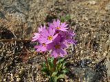 Primula cuneifolia