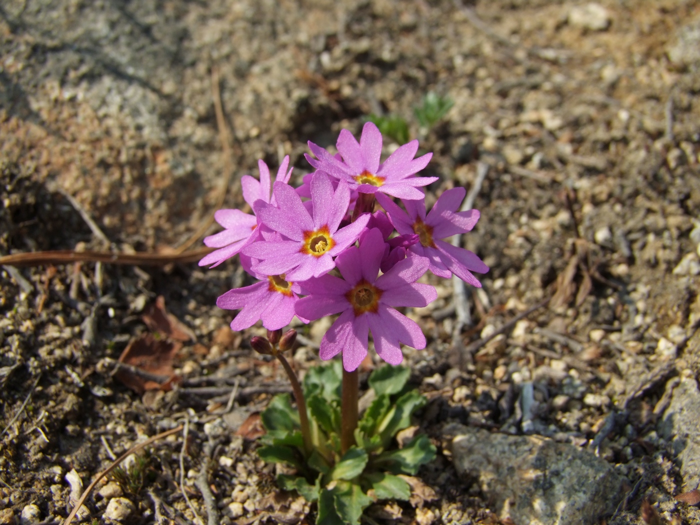 Image of Primula cuneifolia specimen.