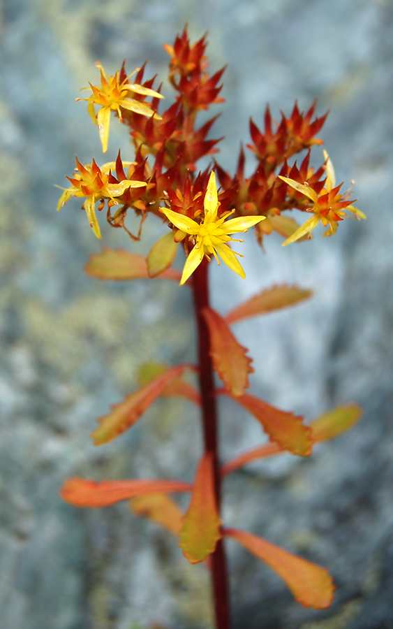 Изображение особи Aizopsis hybrida.