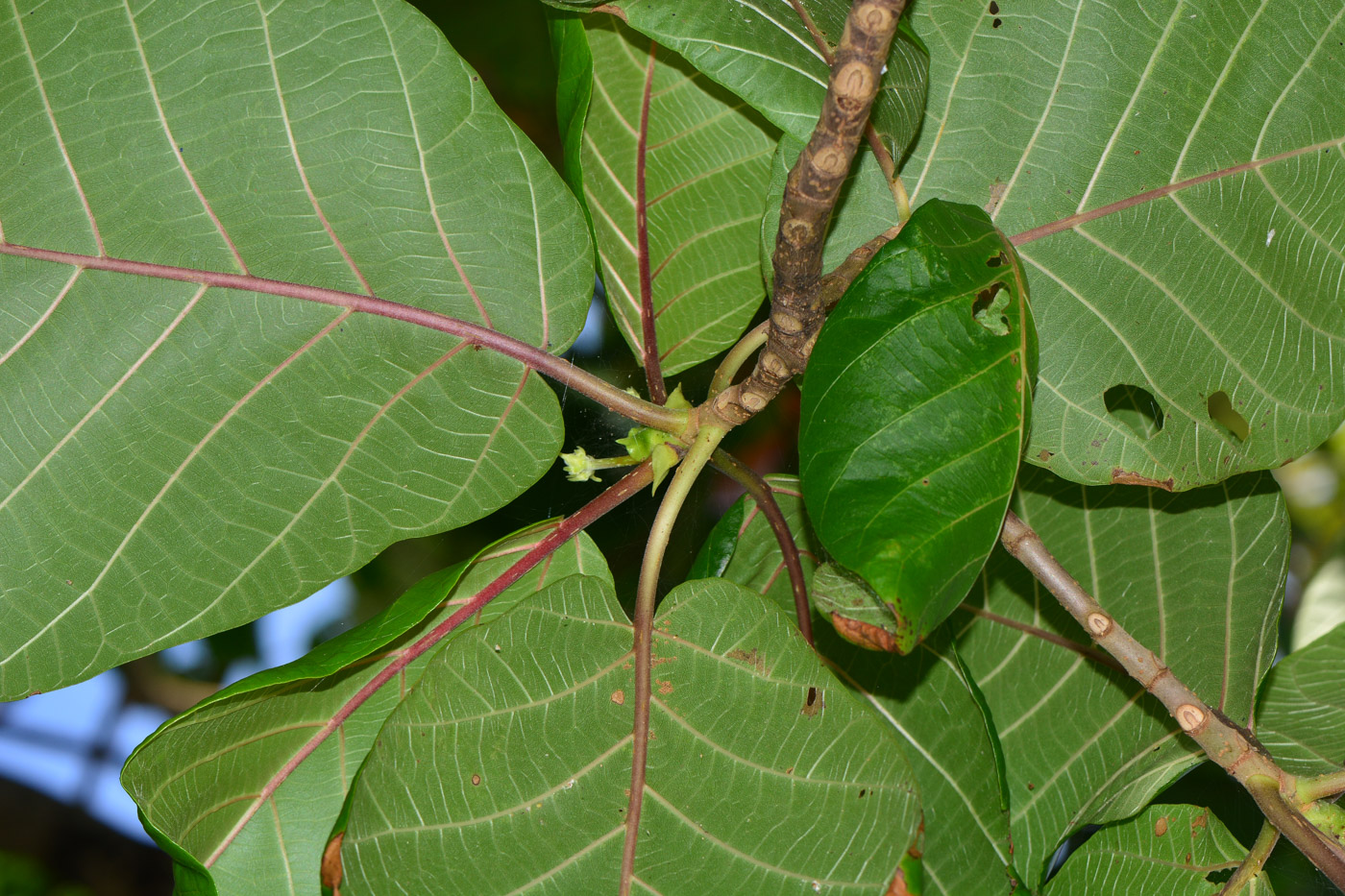 Изображение особи Guettarda speciosa.