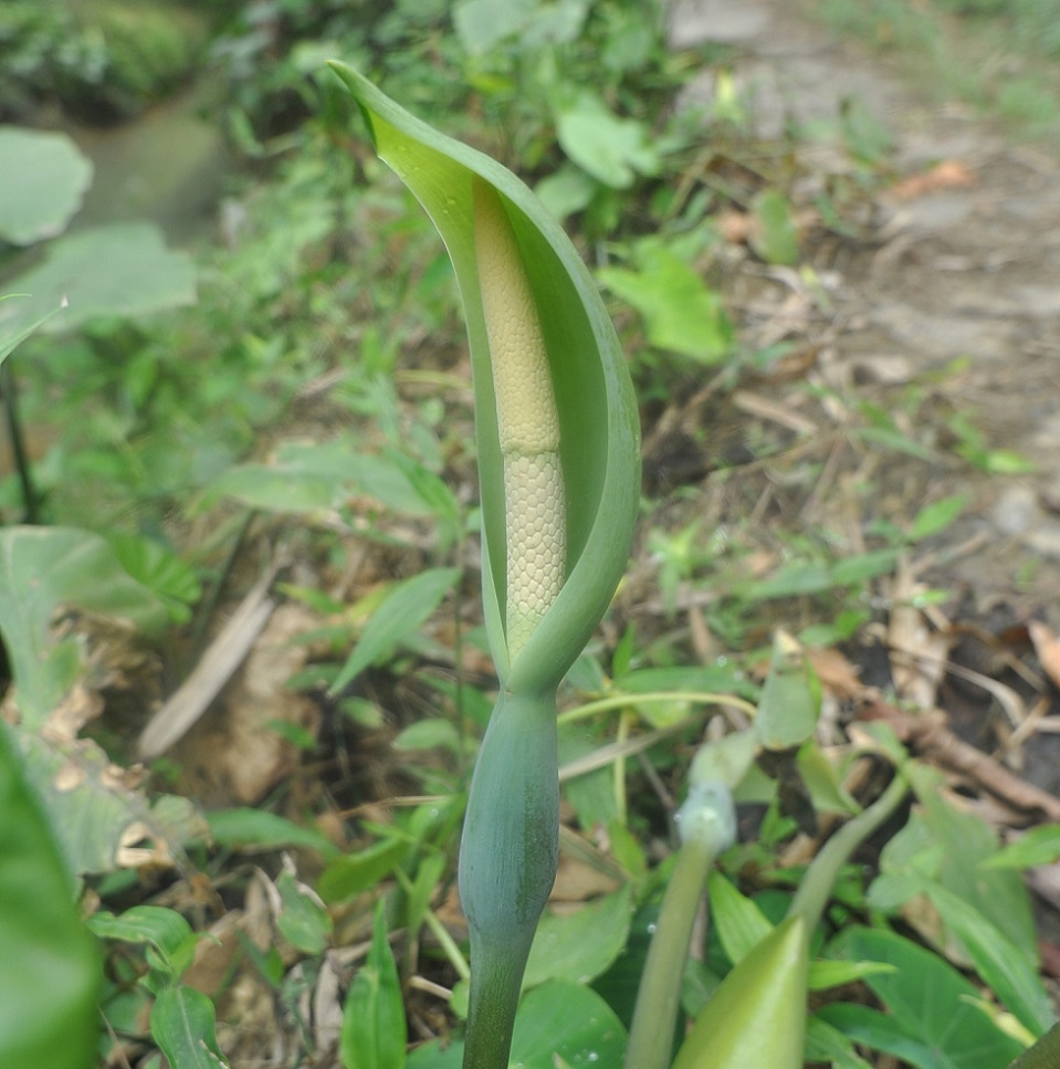 Изображение особи Alocasia acuminata.