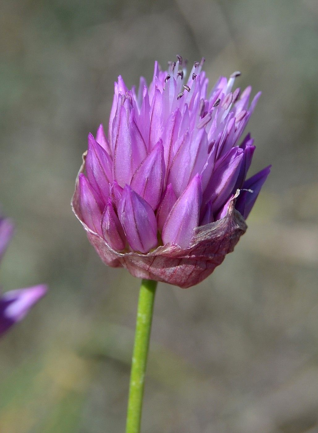 Изображение особи Allium inderiense.