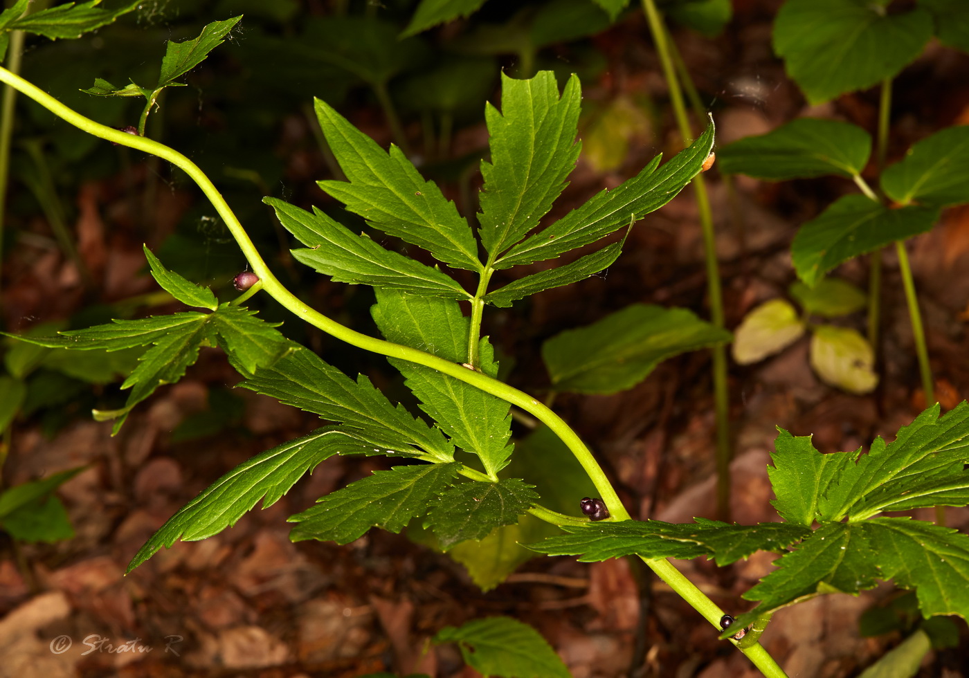 Image of Cardamine bulbifera specimen.