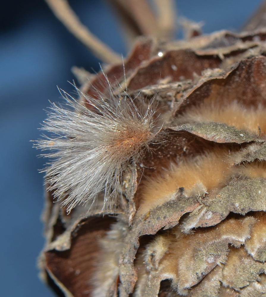 Image of Leucadendron galpinii specimen.