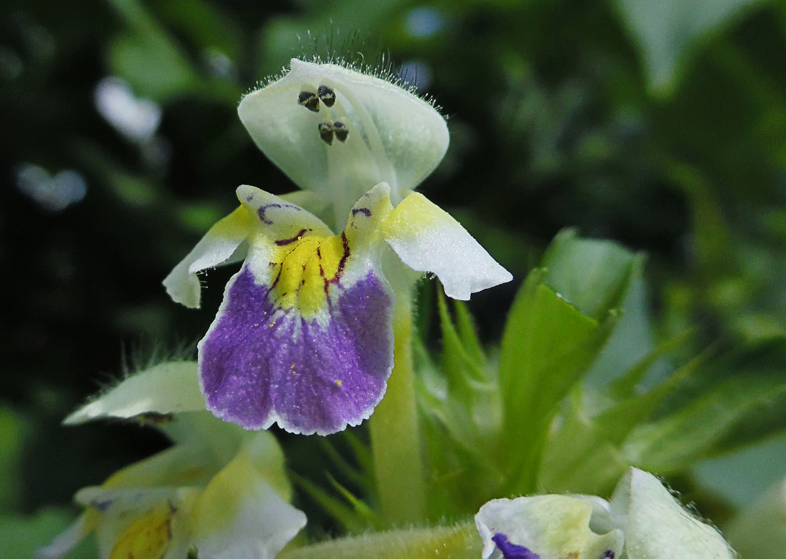 Image of Galeopsis speciosa specimen.