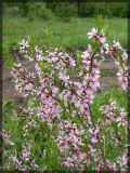 Amygdalus nana. Ветви с цветками. Республика Татарстан, Бавлинский р-н. 17.05.2005.