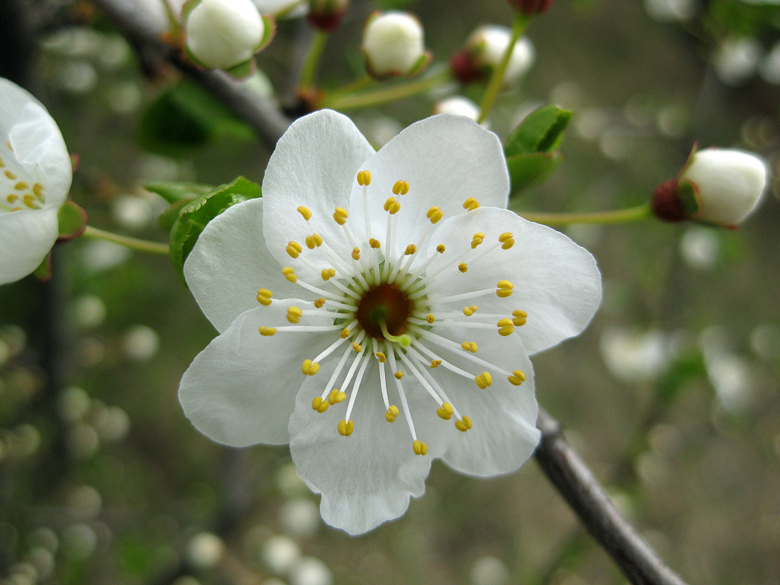 Image of Prunus cerasifera specimen.