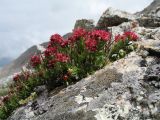 Rhodiola coccinea. Цветущее растение в сообществе c цветущей Sibbaldia tetrandra и божьей коровкой Coccinella septempunctata. Казахстан, Сев. Тянь-Шань, Заилийский Алатау в окр. г. Алматы, Большое Алматинское ущ., р-н Космостанции, 3380 м н.у.м. 15 июня 2017 г.