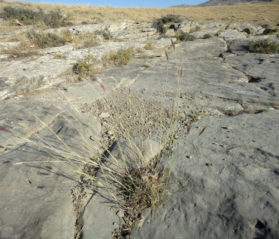 Изображение особи Bothriochloa ischaemum.