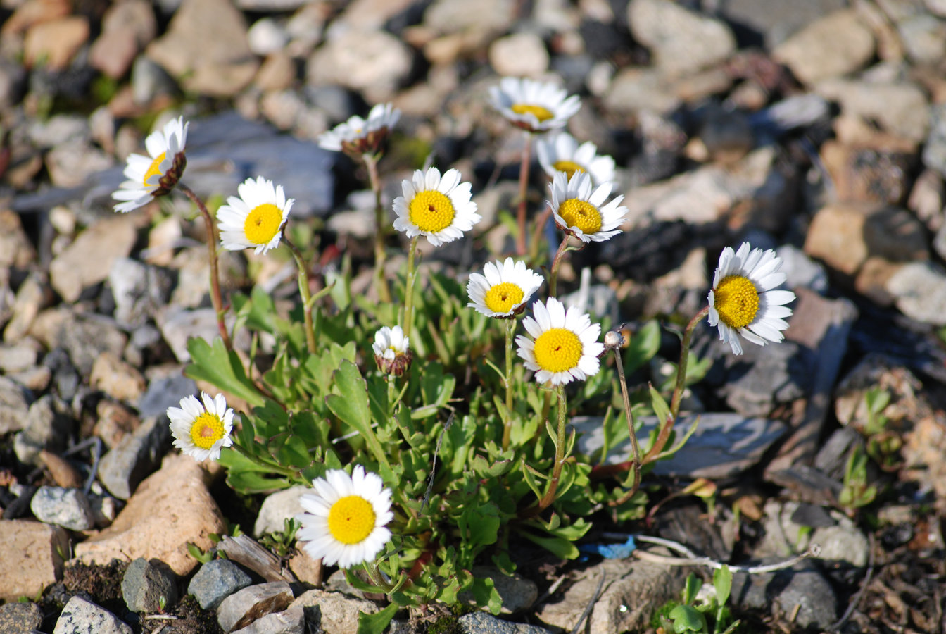 Image of Arctanthemum hultenii specimen.