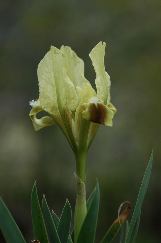 Image of Iris pumila specimen.