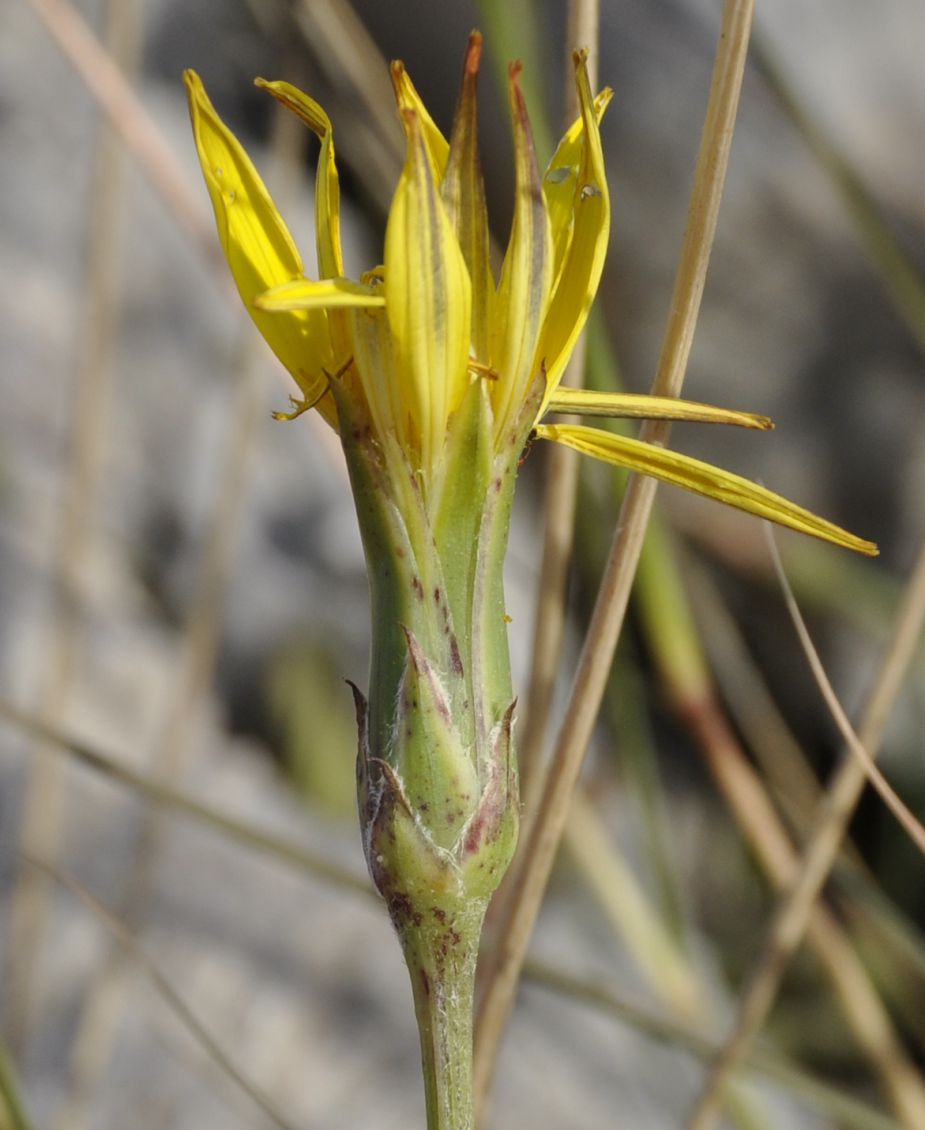 Image of genus Scorzonera specimen.