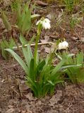 Leucojum vernum. Цветущее растение. Украина, г. Запорожье, в культуре. 05.04.2018.