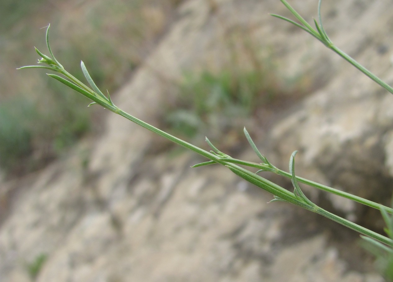 Image of genus Asperula specimen.