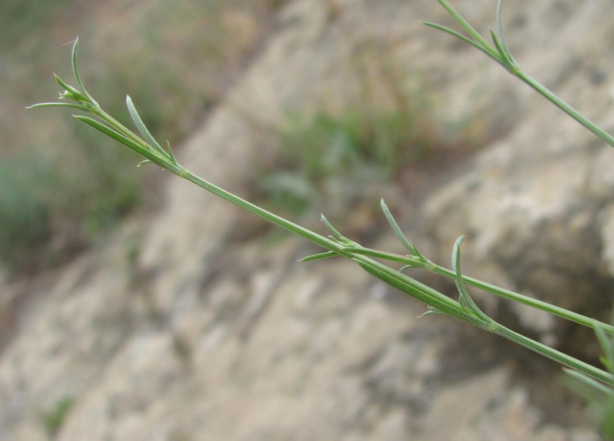 Изображение особи род Asperula.