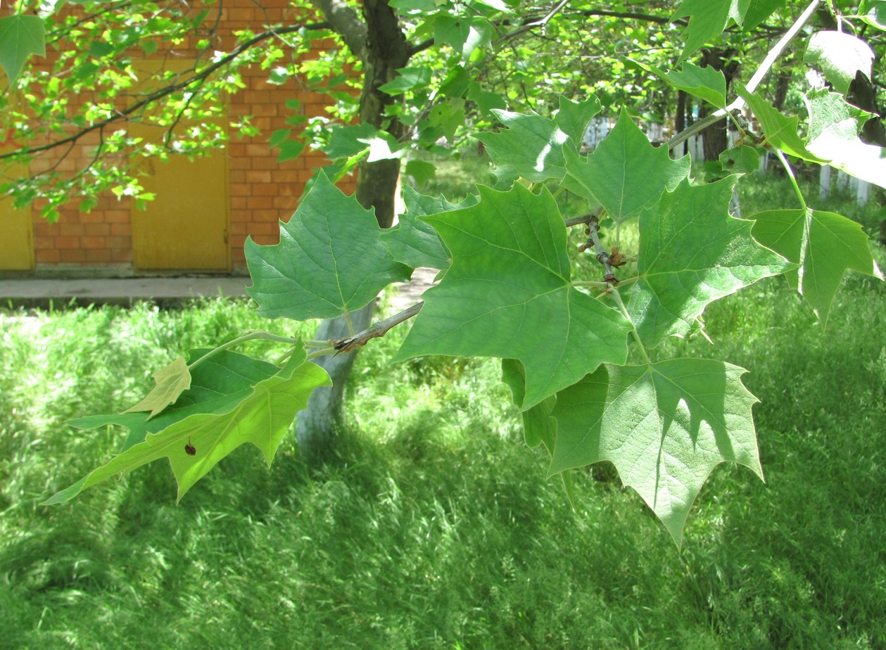 Изображение особи Platanus occidentalis.