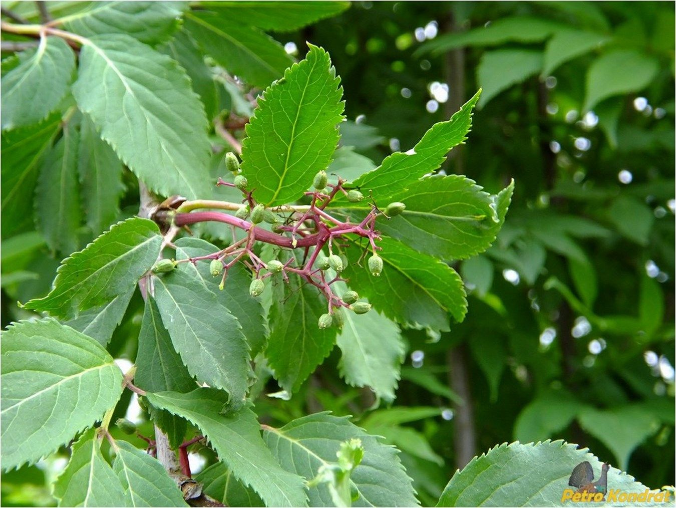 Изображение особи Sambucus nigra.