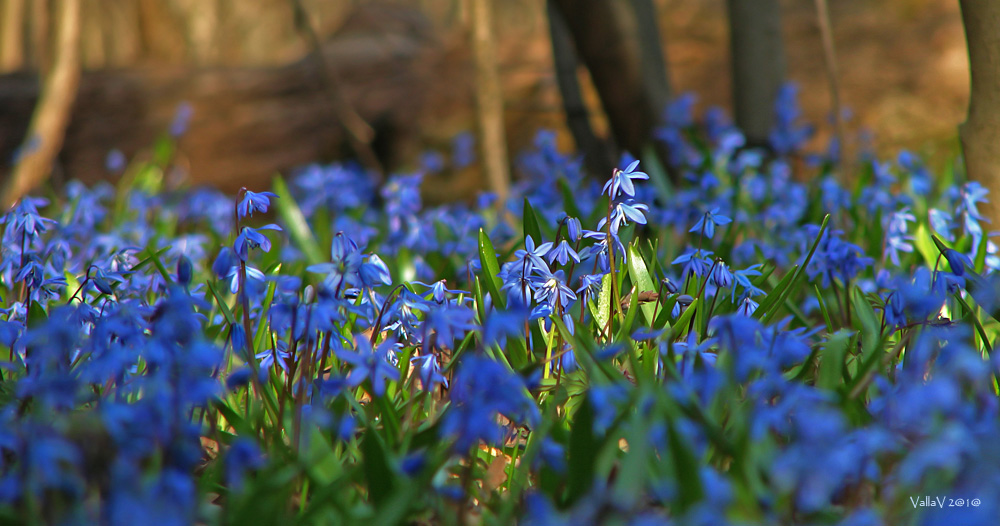 Image of Scilla siberica specimen.