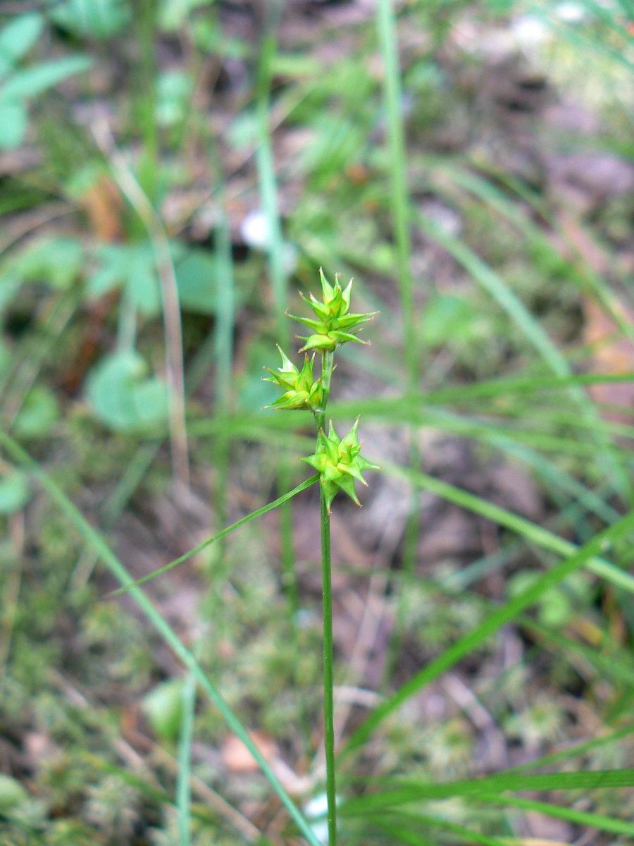 Image of Carex echinata specimen.