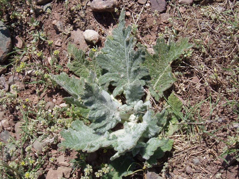 Image of Salvia aethiopis specimen.