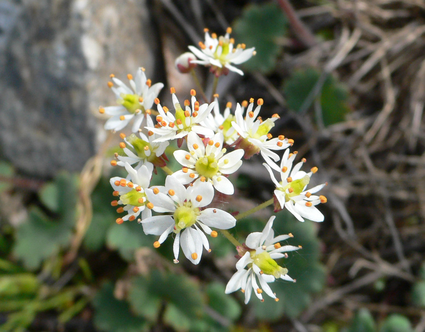 Image of Micranthes nelsoniana specimen.