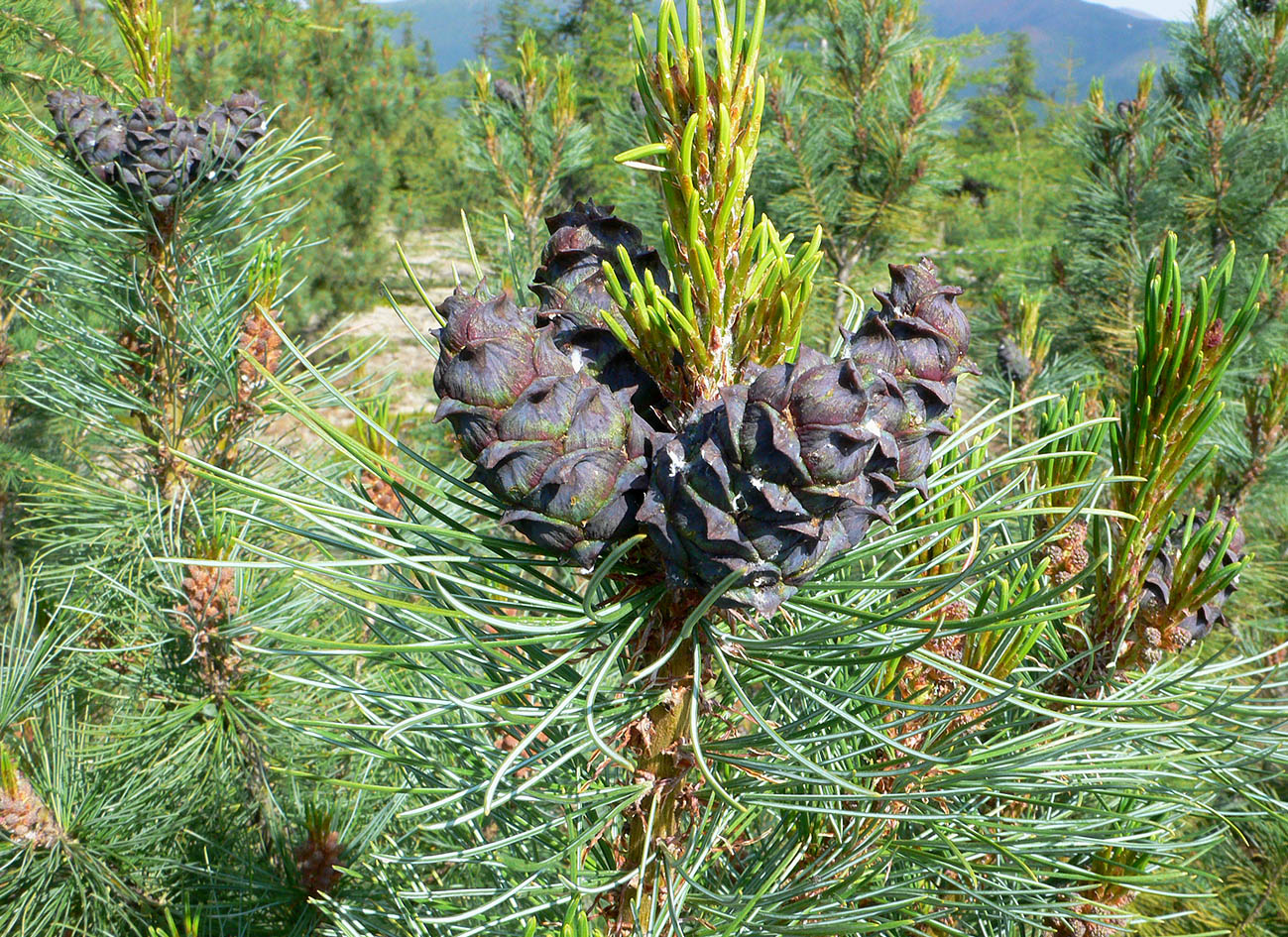Сосна Кедровая стланиковая/Pinus pumila