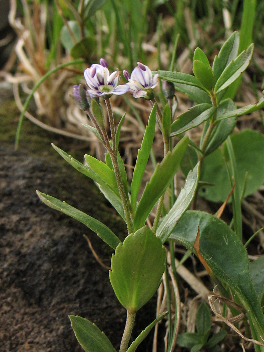 Image of Veronica baumgartenii specimen.