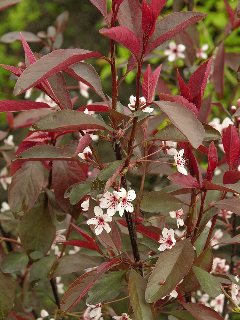 Image of Prunus &times; cistena specimen.