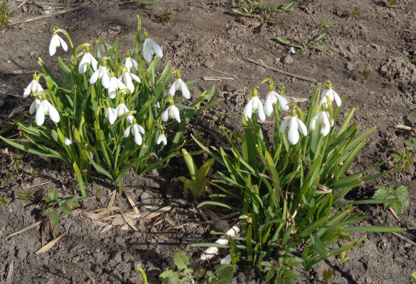 Image of genus Galanthus specimen.