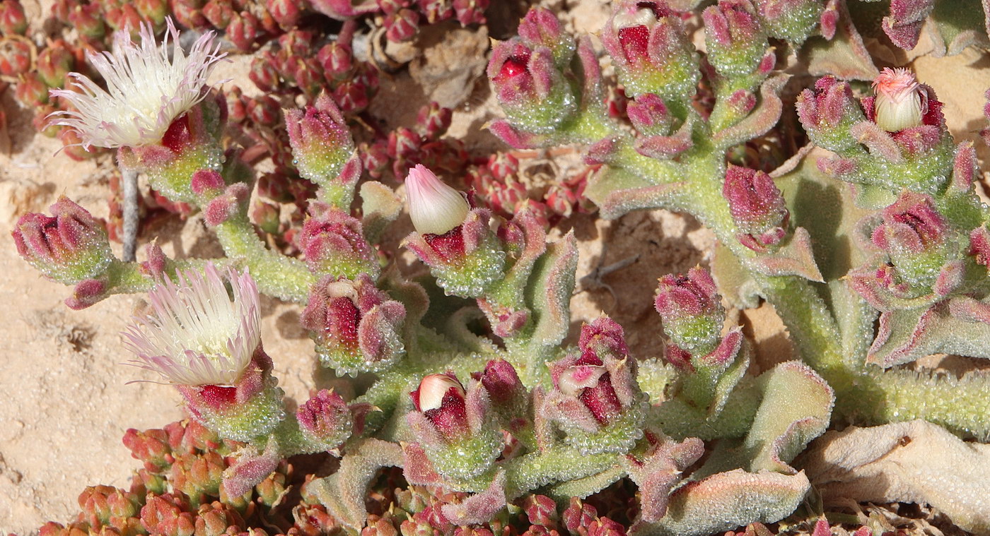 Image of Mesembryanthemum crystallinum specimen.