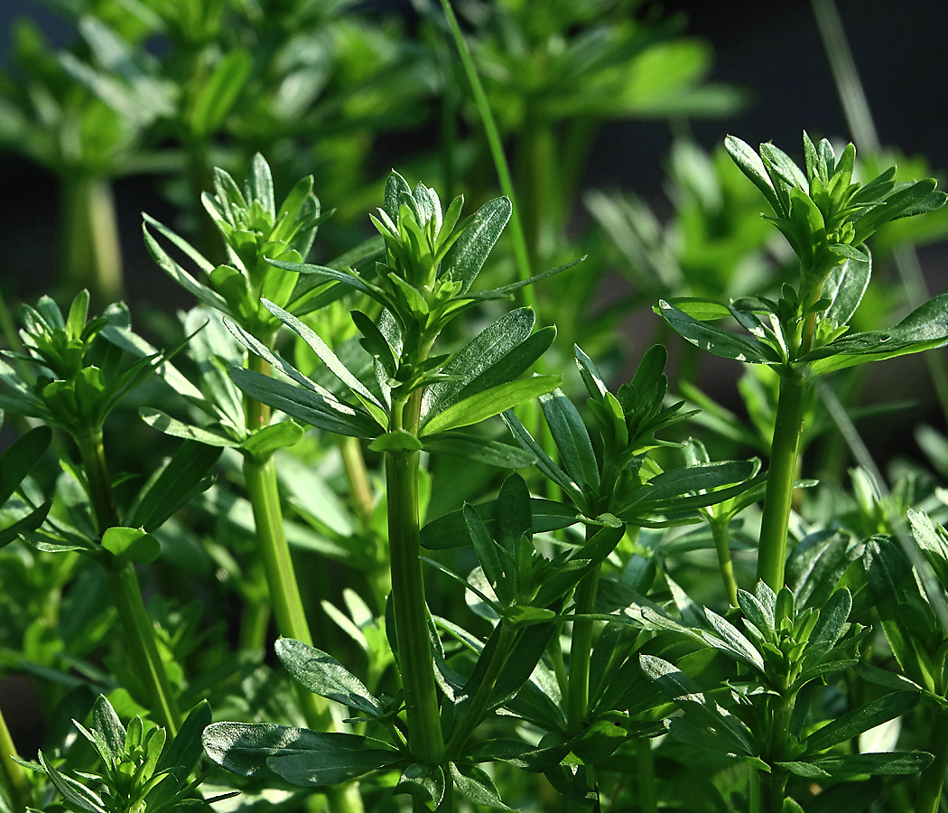 Изображение особи Galium mollugo.