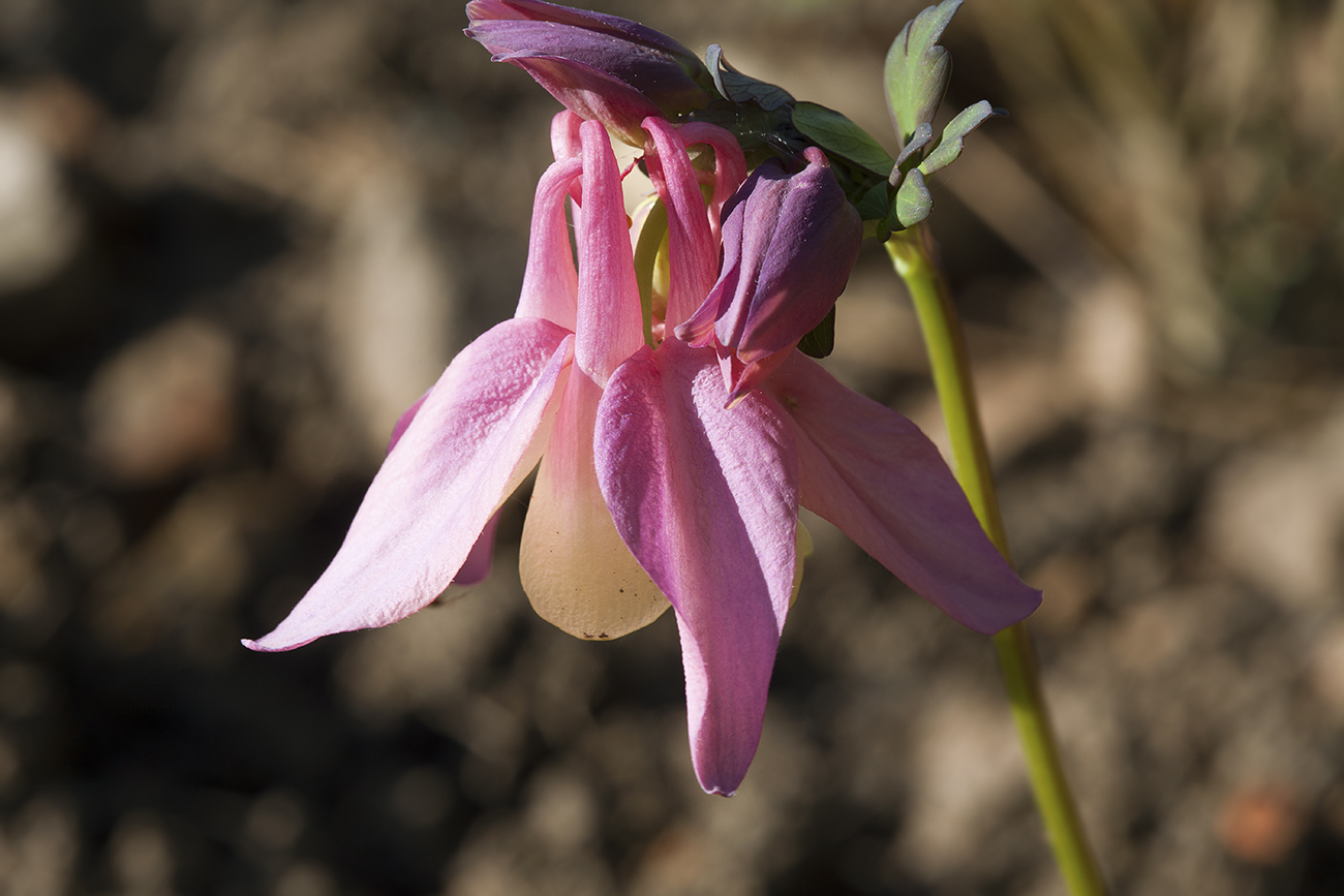 Image of Aquilegia flabellata specimen.