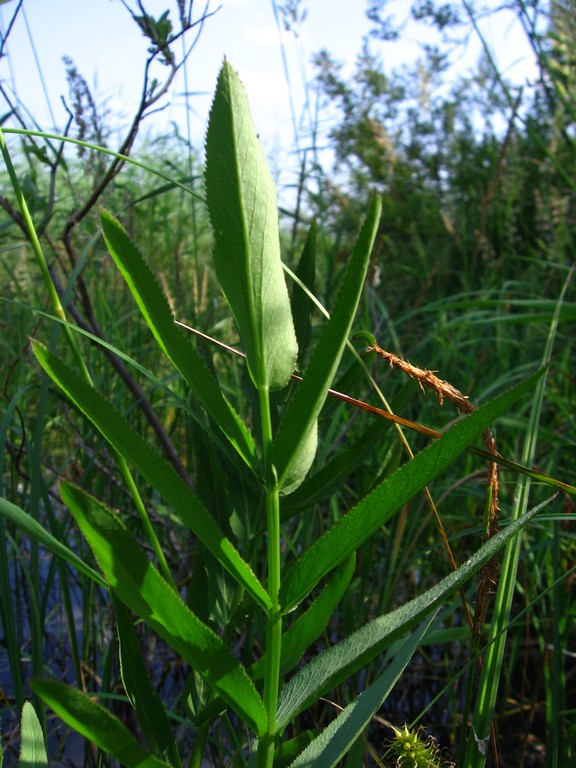 Image of Sium latifolium specimen.