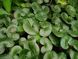 Asarum europaeum. Куртина в сосновом лесу. Чувашия, окрестности г. Шумерля, Подвенец. 7 июня 2008 г.