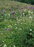 Centaurea scabiosa. Цветущие растения. Челябинская обл., Миасский гор. округ, берег оз. Тургояк, луговой склон. 05.08.2019.