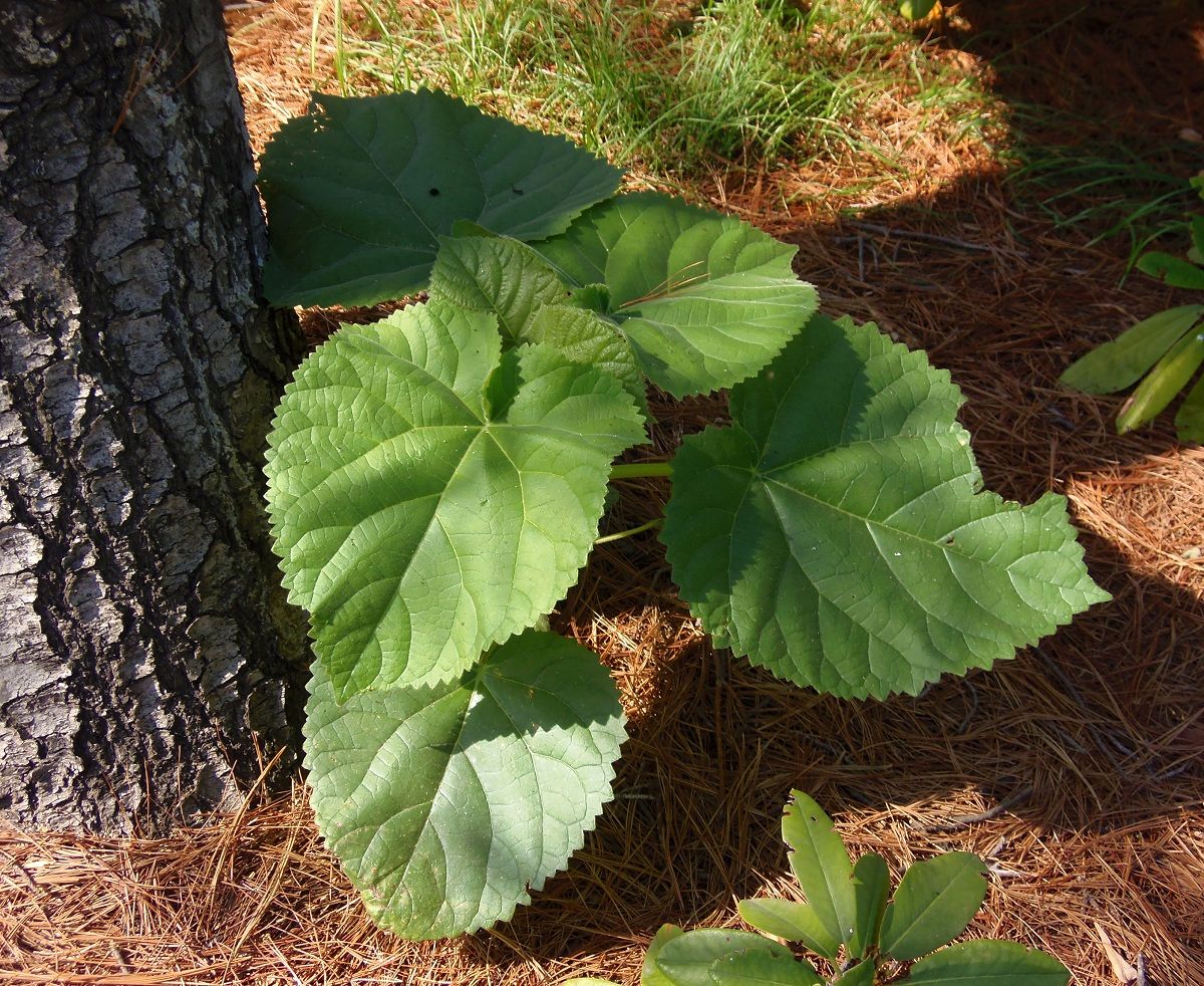 Image of Paulownia tomentosa specimen.