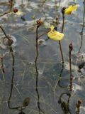 Utricularia minor