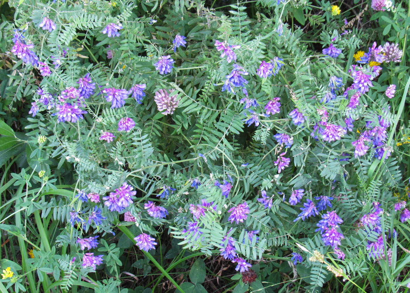 Image of Vicia tenuifolia specimen.