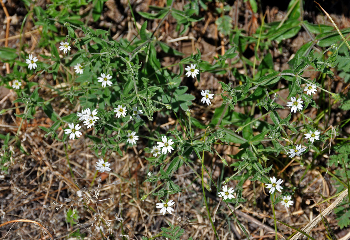 Image of Stellaria dichotoma specimen.