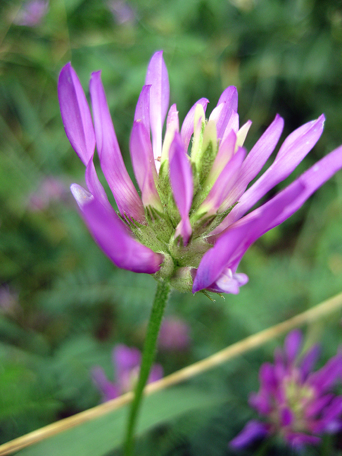 Изображение особи Astragalus onobrychis.