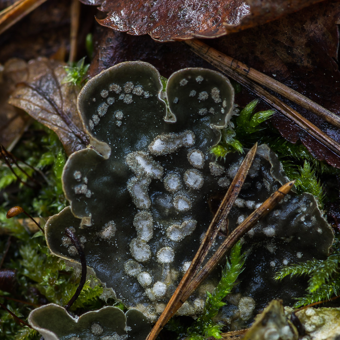 Image of Peltigera didactyla specimen.