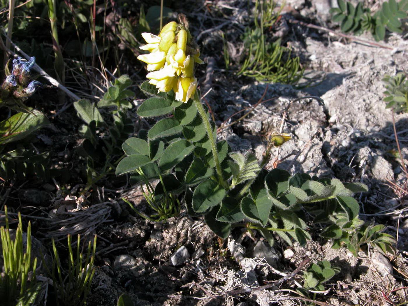 Image of Astragalus umbellatus specimen.