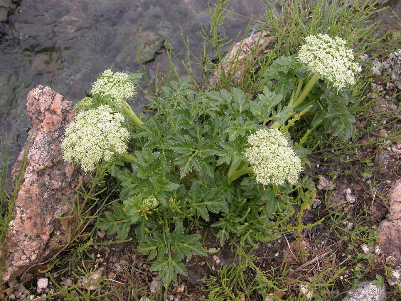 Изображение особи Coelopleurum gmelinii.