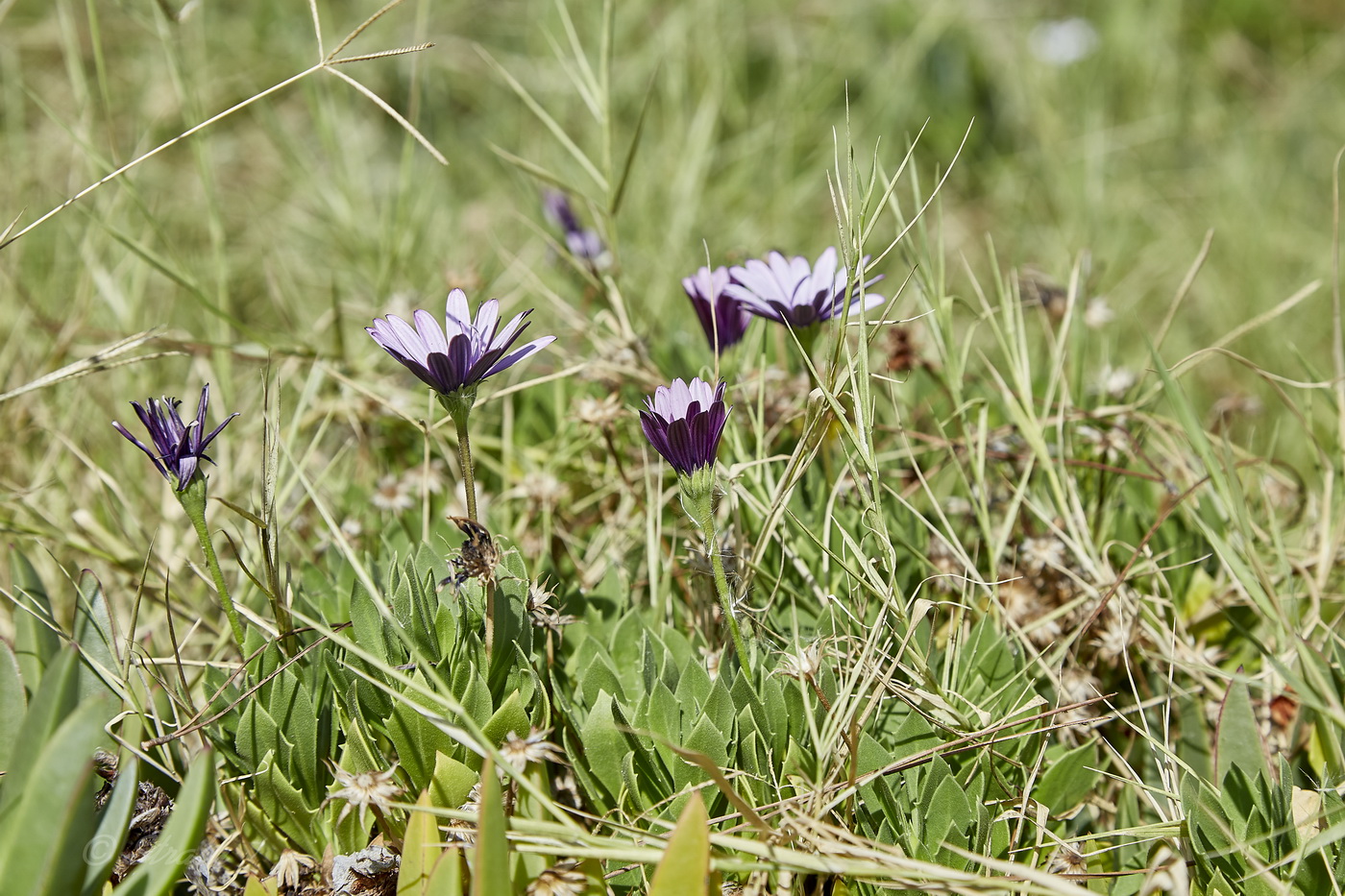 Изображение особи Dimorphotheca ecklonis.