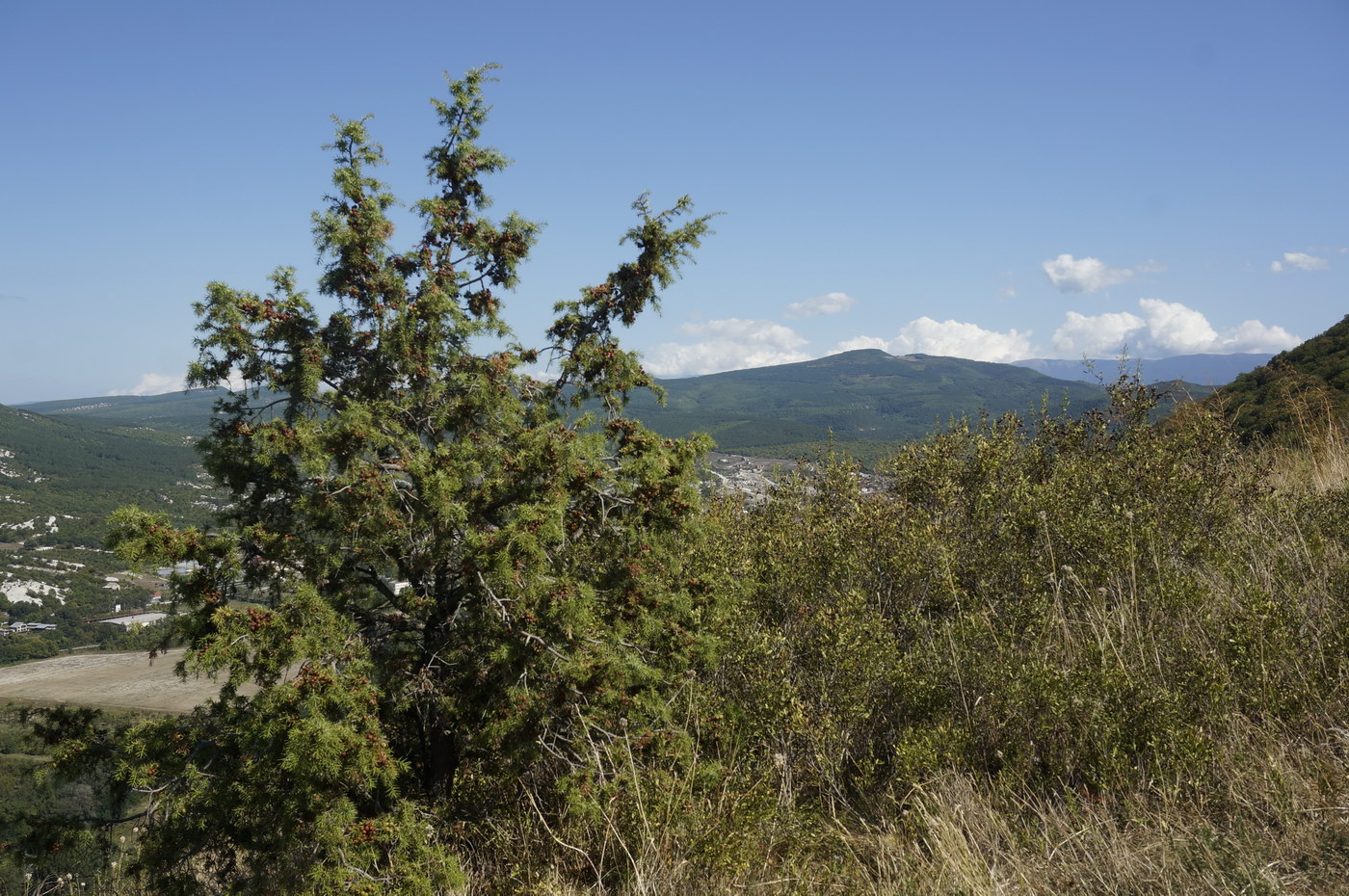 Image of Juniperus deltoides specimen.