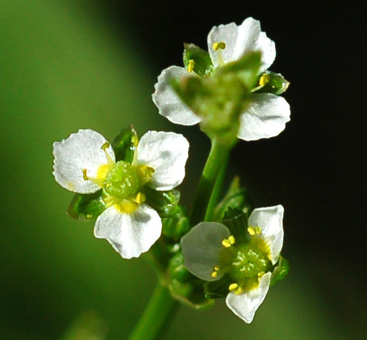 Image of Alisma orientale specimen.