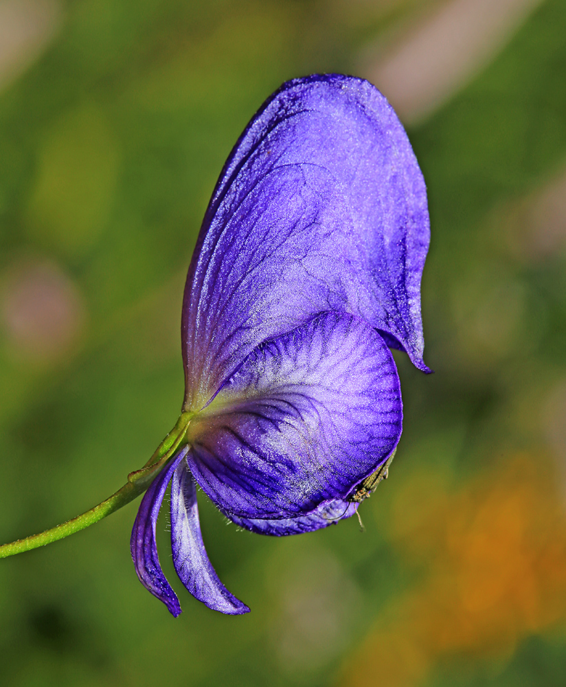 Image of Aconitum sczukinii specimen.