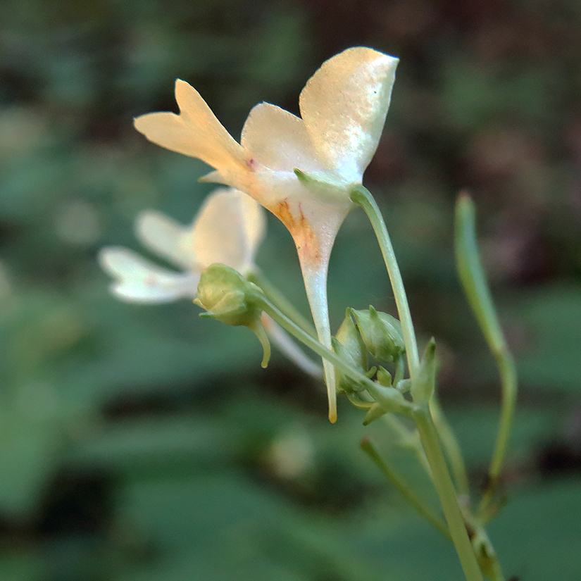 Image of Impatiens parviflora specimen.