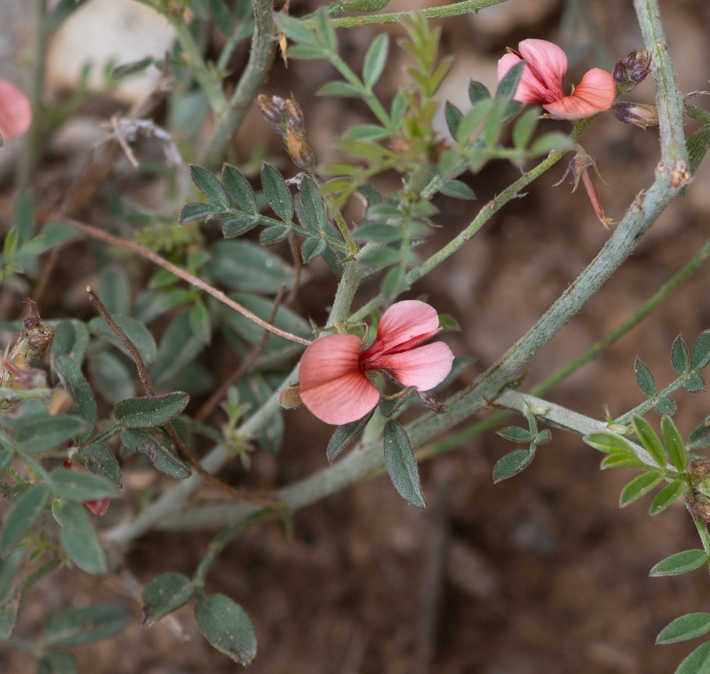 Image of Indigofera heterotricha specimen.